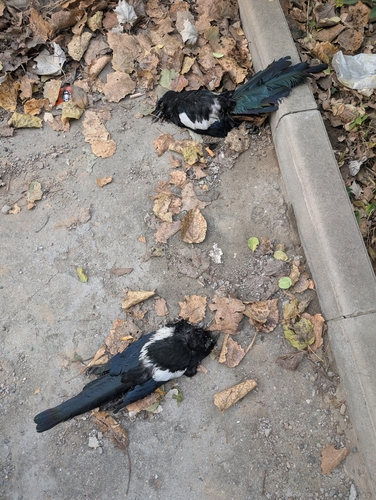 Oriental Magpie