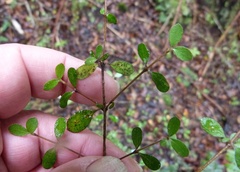 Coprosma ciliata