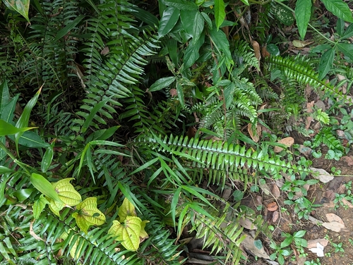 Asplenium longissimum observed 2026-10-16