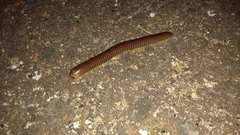 Diplopoda