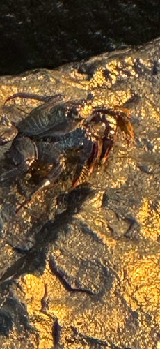 East Atlantic Sally Lightfoot Crab