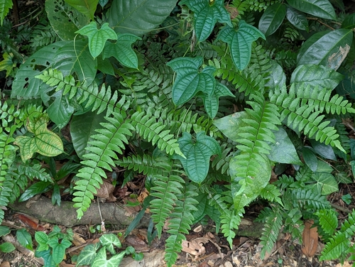 Adiantum latifolium, 2026-10-16