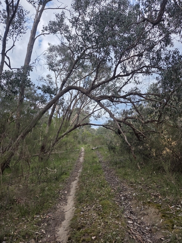 Eucalyptus obliqua observed 2026-10-16