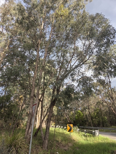 Eucalyptus radiata observed 2026-10-16