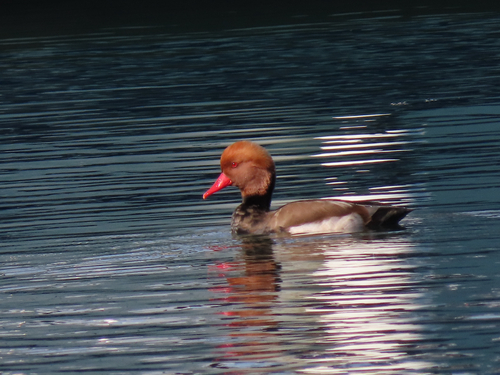 Red-crested Pochard