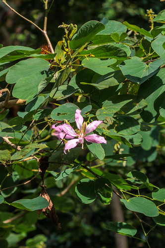 Bauhinia purpurea observed 2026-10-16