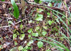 Rubus australis