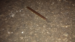 Diplopoda