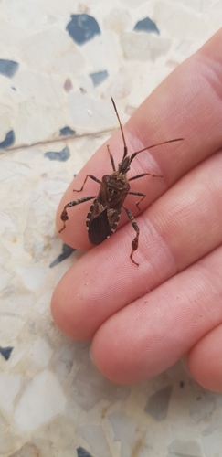 Western Conifer Seed Bug