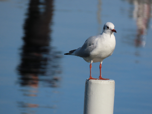 Black-headed Gull