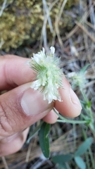 Trifolium eriocephalum