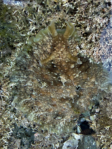 Dolabrifera dolabrifera observed 2026-10-16