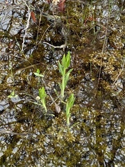 Sabatia difformis