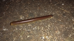Diplopoda