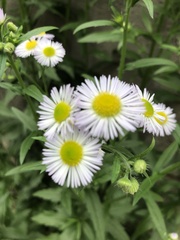Erigeron annuus