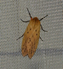 Pyrrharctia isabella