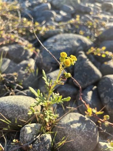 Senecio lautus observed 2026-10-16