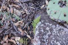 Myriopteris covillei