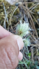 Trifolium eriocephalum