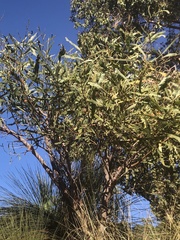 Acacia pycnantha
