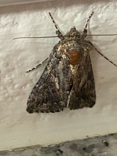 Cabbage Looper Moth