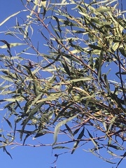 Acacia pycnantha