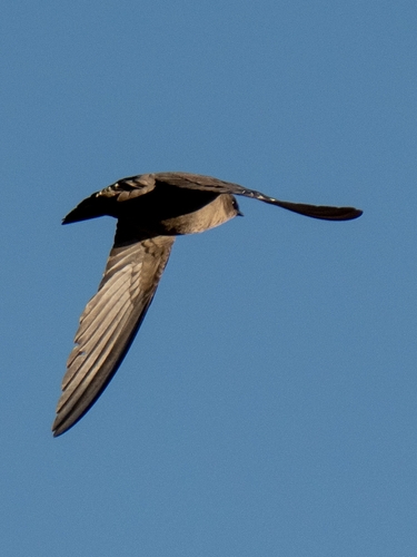 iNaturalist image
