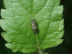 Eucharitinae