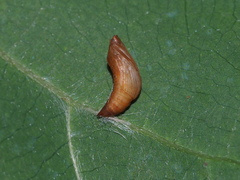 Cataclysta angulata