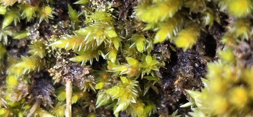 Hollia myrmecoa observed 2026-10-16