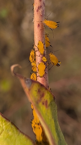 Oleander Aphid