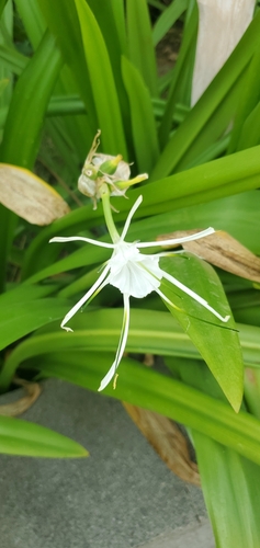 Hymenocallis littoralis observed 2026-10-16