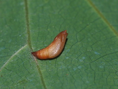 Cataclysta angulata