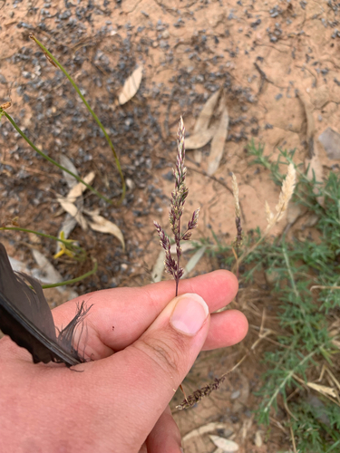 Poa bulbosa observed 2026-10-10