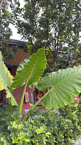 Alocasia macrorrhizos observed 2026-10-16