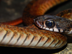 Xenochrophis maculatus