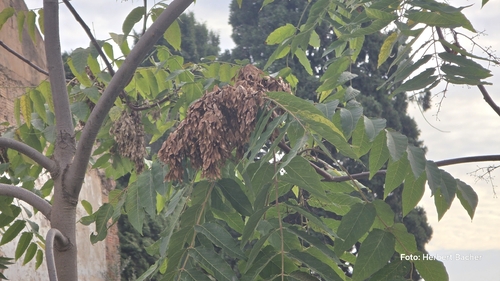 tree-of-heaven