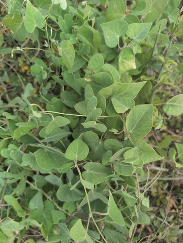 Cynanchum chinense