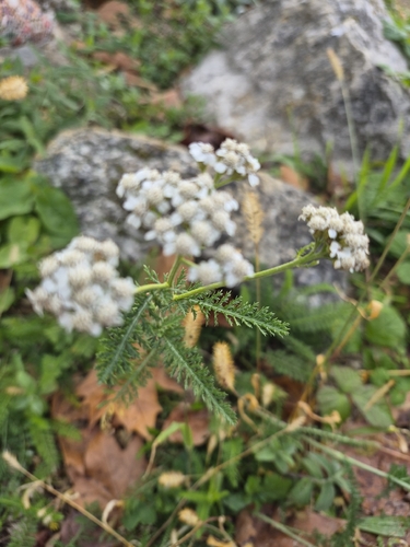 common yarrow