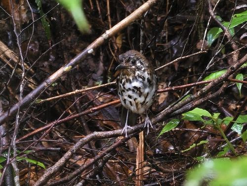 Spot-winged Thrush
