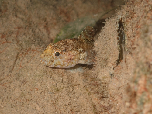 Gobius paganellus observed 2026-10-15