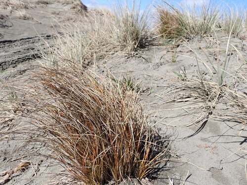 Carex testacea observed 2026-10-04