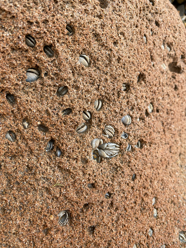 Lithophaga observed 2026-10-15