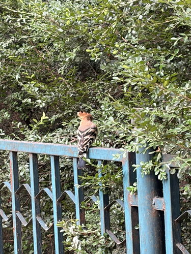 Common Hoopoe