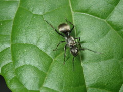 Polyrhachis illaudata