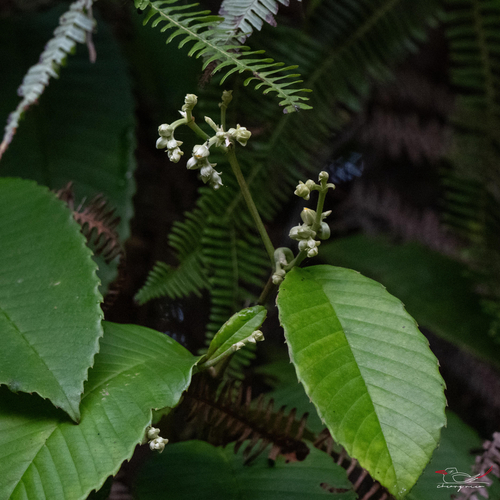 Schumacheria castaneifolia observed 2026-10-01