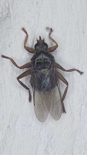 Pigeon Louse Fly