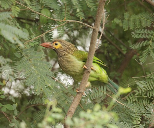 Psilopogon zeylanicus, 2026-10-11