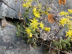 Sedum leibergii