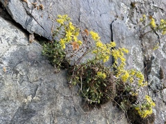 Sedum leibergii